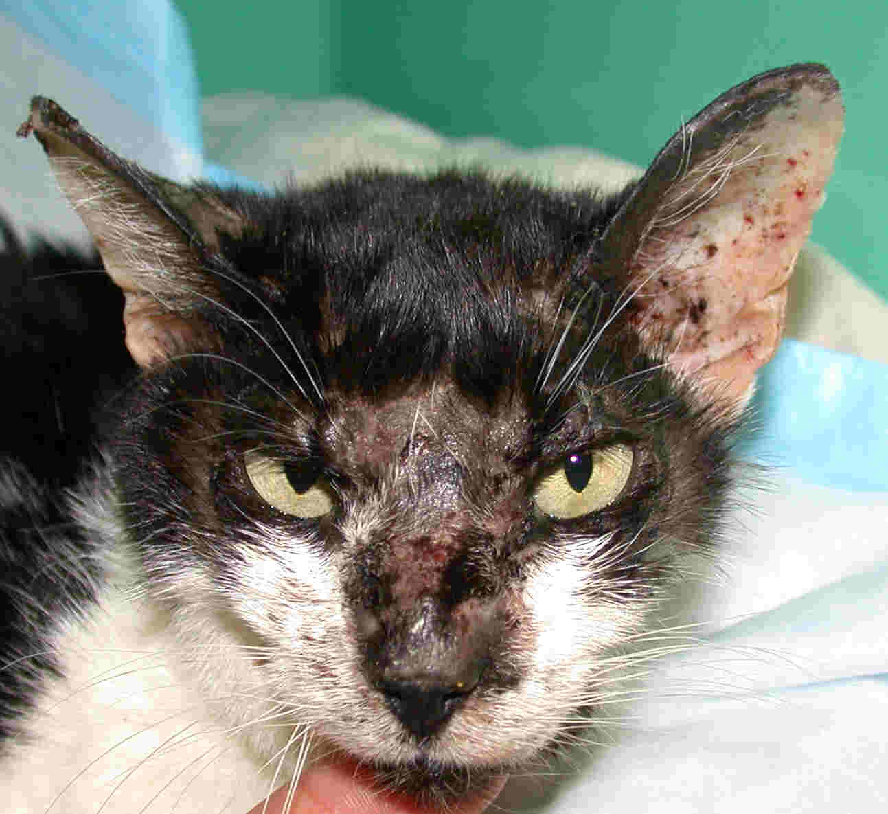 Hauttierarzt und Tierdermatologie Basel_Hautinfektionen