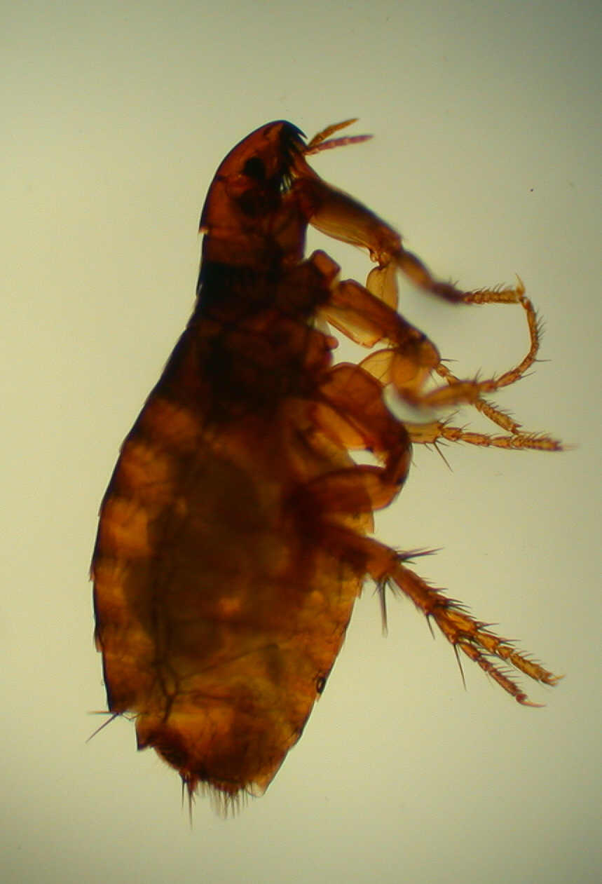 Hauttierarzt und Tierdermatologie Basel_Parasiten